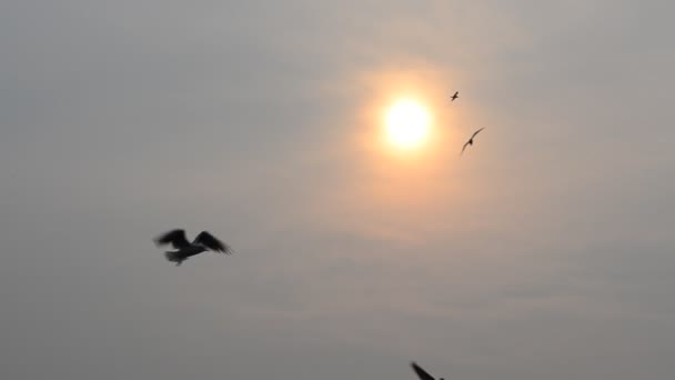 Soleil et ailes. Tournage en novembre 