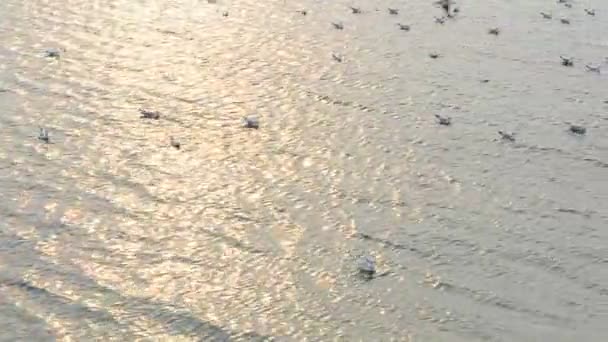 바다는 울린다 갈매기 — 비디오