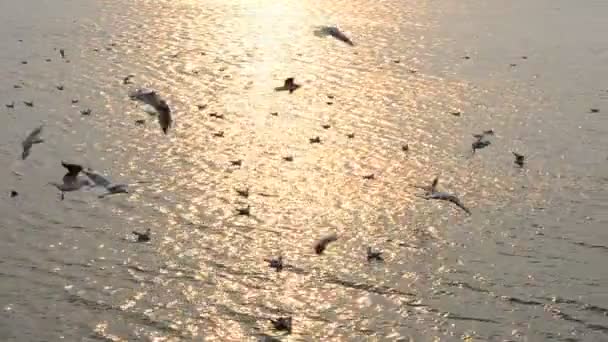 Mer et mouettes. Tournage en octobre 