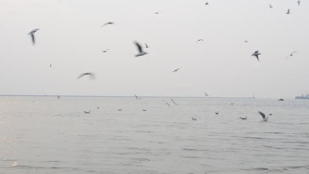 São Muitas Gaivotas Sobre Mar Muitas Aves — Vídeo de Stock