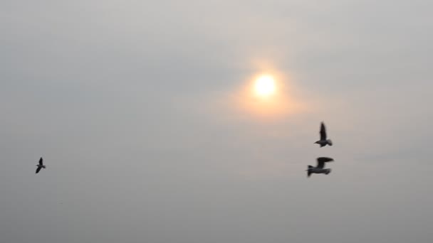 Gaviotas Contra Sol Aves Sobre Mar — Vídeo de stock