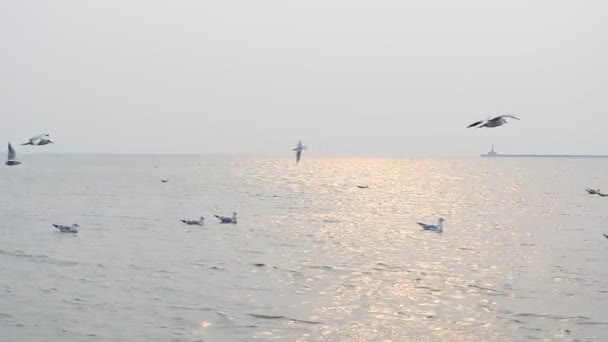 Чайки Проти Сонця Море Чайки — стокове відео