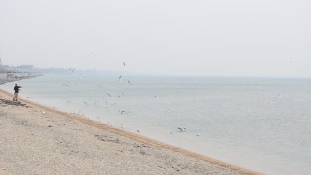 Alimentazione Gabbiani Spiaggia Mare — Video Stock