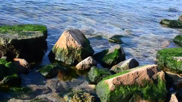 Água Pedras Pedras Algas Marinhas — Vídeo de Stock