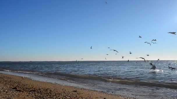 Zon Duiven Het Zijn Veel Meeuwen Zee — Stockvideo