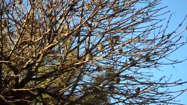 木の上に雀 秋の銃撃戦 — ストック動画