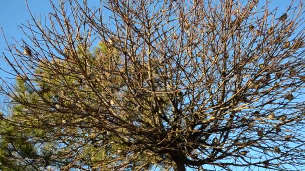 枝に雀 雀の群れ — ストック動画