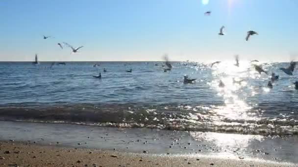 Sono Molti Gabbiani Sopra Mare Gabbiani Sull Acqua — Video Stock