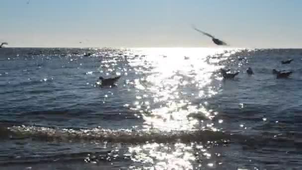 Seagulls Water Sun Pigeons — Stock Video