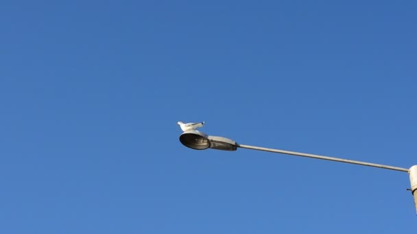 Les Mouettes Assoient Sur Une Lampe Lampes Éclairage Dans Ciel — Video