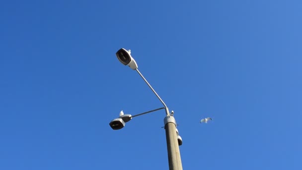 Lighting Lamps Sky Seagulls Sit Lamp — Stock Video