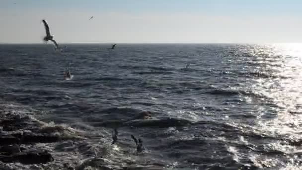 Wave Seagulls Quiet Sea — Stock Video