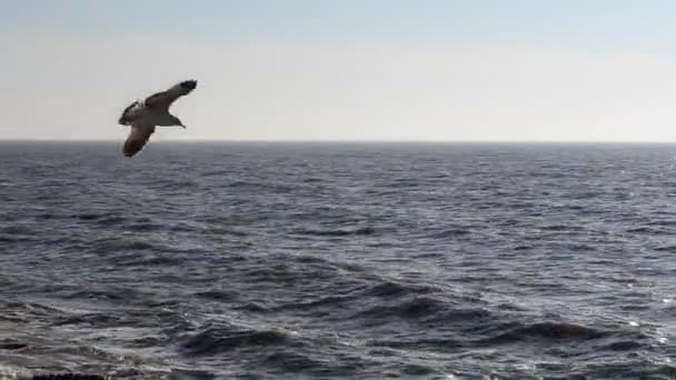 不是平静的大海海浪和海鸥 — 图库视频影像