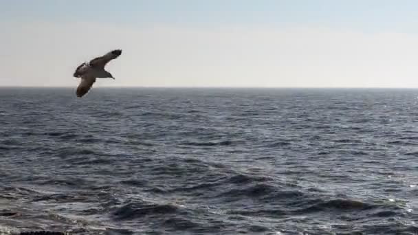 Não Mar Calmo Ondas Gaivotas — Vídeo de Stock