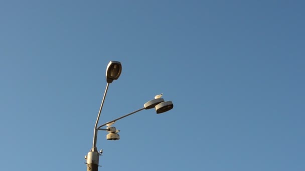 Oiseaux et ville. Mouettes au-dessus d'une lampe 