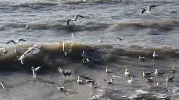 Mare Tempestoso Onde Gabbiani — Video Stock