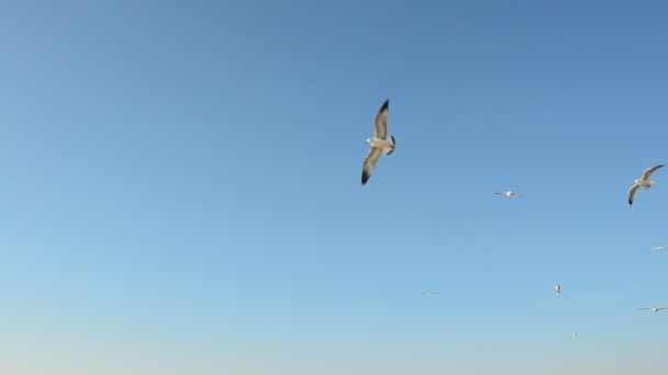 Gaivotas Céu Gaivotas Céu Azul — Vídeo de Stock