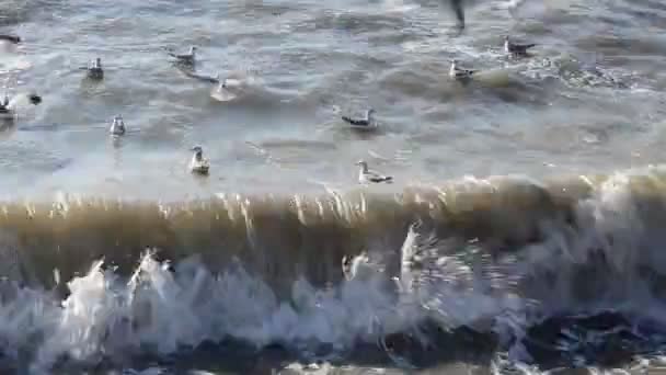 Wellen Und Möwen Stürmische See — Stockvideo