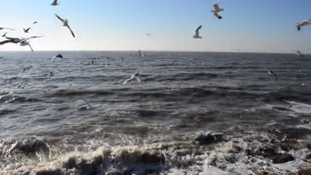 Gaivotas Sobre Mar Onda Sol — Vídeo de Stock