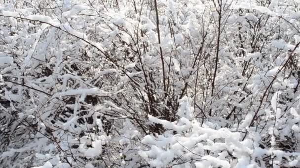 Park Zone Winter Winter Landscape — Stock Video