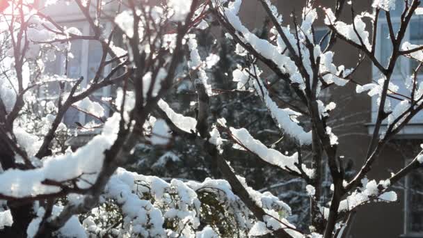 Paisagem Inverno Arbustos Sol — Vídeo de Stock