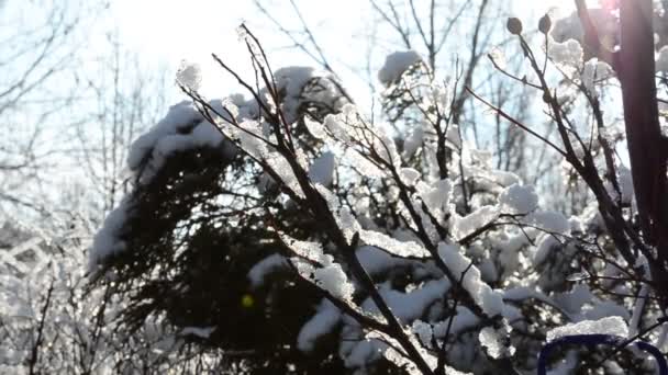 冬天下雪了 公园里的树 — 图库视频影像