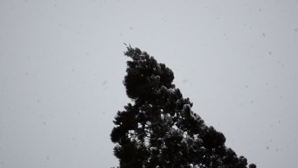 Thuja Céu Flocos Neve Caem — Vídeo de Stock