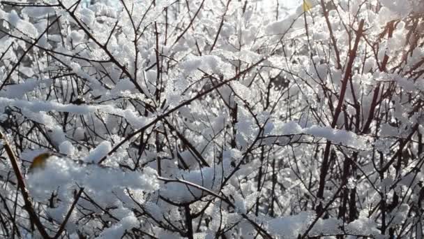 Borstels Zon Zonneschijn Winter — Stockvideo