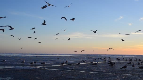 Shooting Winter Sunset Seagulls — Stock Video