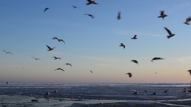 Natur Och Fåglar Måsar Skyn — Stockvideo