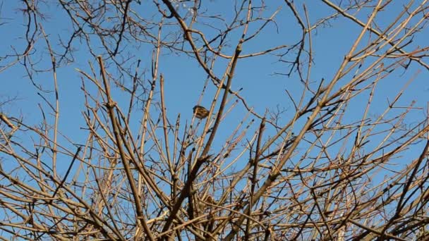 Moineaux sur les branches des arbres. Tournage en hiver 