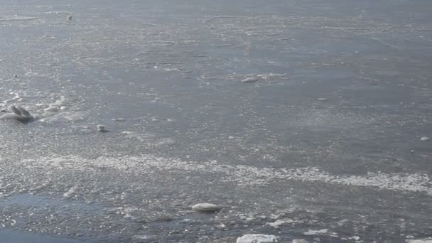 Θαλασσινός Πάγος Παγωμένη Θάλασσα — Αρχείο Βίντεο