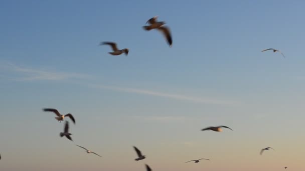 海鸥在天空中 自然与鸟类 — 图库视频影像