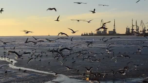 Mare Nel Ghiaccio Gabbiani Sul Mare — Video Stock