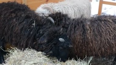 Kuzular dende. Lviv, Ukrayna. Noel için şenlikler