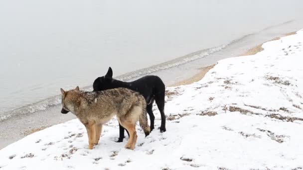 Nieve Una Playa Perros Una Playa — Vídeos de Stock