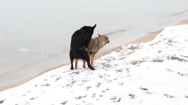 Cães Numa Praia Neve Uma Praia — Vídeo de Stock