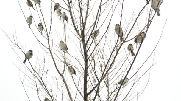 Pássaros Inverno Pardais Uma Árvore — Vídeo de Stock