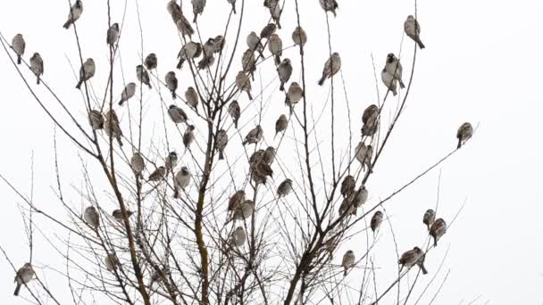Spatzen Auf Einem Baum Vögel Winter — Stockvideo