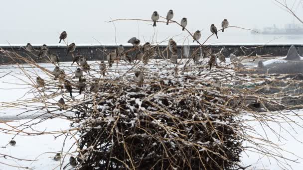 鸟儿在冬天 一群鸟 — 图库视频影像