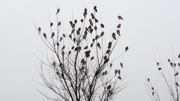 Spatzen Auf Einem Baum Vögel Winter — Stockvideo