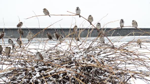 Inverno Aves Pardais Arbustos — Vídeo de Stock