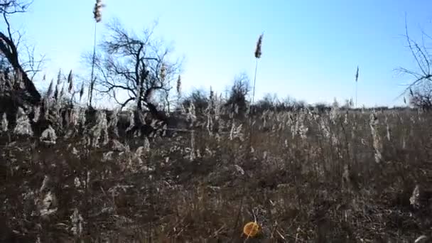 Schießen Der Bewegung Natur Winter — Stockvideo