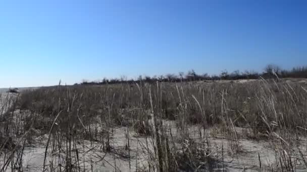 沙子和灌木 沙滩和天空 — 图库视频影像