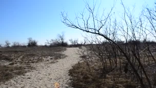 Zee Natuur Zand Natuur — Stockvideo