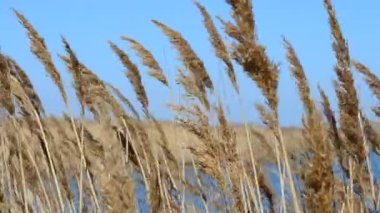 Kamış ve deniz. İlkbaharda çekim