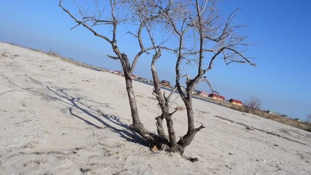 Дерево Против Неба Съемки Весной — стоковое видео