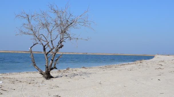 Arbre Solitaire Bord Mer Printemps — Video