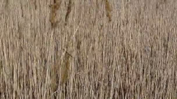 Çubuklardan Arkaplan Lkbaharda Çekim — Stok video