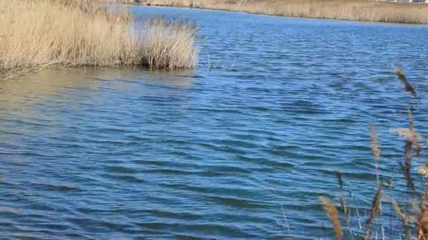 Eau et cannes. Canne et mer 